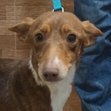 AVI, Hund, Podenco-Mix in Spanien