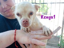KENYA1, Hund, Chihuahua in Spanien - Bild 1