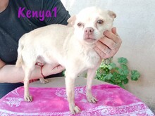 KENYA1, Hund, Chihuahua in Spanien - Bild 2