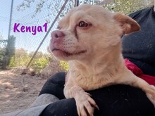KENYA1, Hund, Chihuahua in Spanien - Bild 3