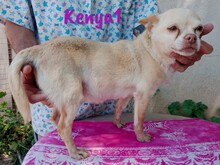 KENYA1, Hund, Chihuahua in Spanien - Bild 4