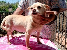 KENYA1, Hund, Chihuahua in Spanien - Bild 5