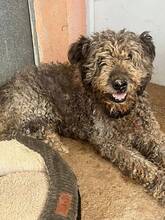 APACHE, Hund, Lagotto Romagnolo in Spanien - Bild 1