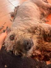 APACHE, Hund, Lagotto Romagnolo in Spanien - Bild 2