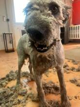 APACHE, Hund, Lagotto Romagnolo in Spanien - Bild 3
