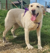 ISABELLA, Hund, Mischlingshund in Schwarmstedt - Bild 1