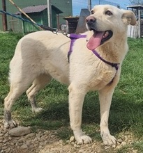 ISABELLA, Hund, Mischlingshund in Schwarmstedt - Bild 2