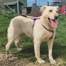 ISABELLA, Hund, Mischlingshund in Schwarmstedt - Bild 3