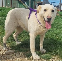 ISABELLA, Hund, Mischlingshund in Schwarmstedt - Bild 4