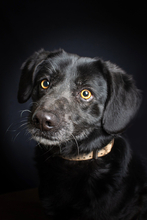 POLDI, Hund, Mischlingshund in Ungarn - Bild 1