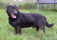 POLDI, Hund, Mischlingshund in Ungarn - Bild 2