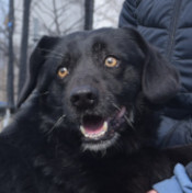 POLDI, Hund, Mischlingshund in Ungarn - Bild 5