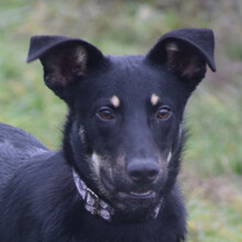 DOBBY, Hund, Mischlingshund in Ungarn - Bild 1