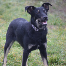 DOBBY, Hund, Mischlingshund in Ungarn - Bild 4