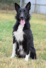 MAGNUS, Hund, Mischlingshund in Ungarn - Bild 1