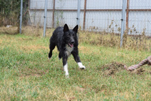 MAGNUS, Hund, Mischlingshund in Ungarn - Bild 3