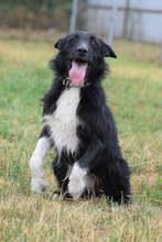 MAGNUS, Hund, Mischlingshund in Ungarn - Bild 4