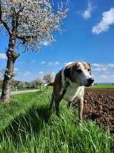 KAMELOT, Hund, Deutscher Schäferhund in Schwarzenbach - Bild 1