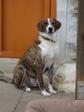 KAMELOT, Hund, Deutscher Schäferhund in Schwarzenbach - Bild 2