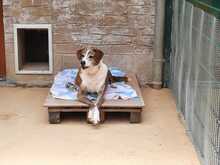 KAMELOT, Hund, Deutscher Schäferhund in Schwarzenbach - Bild 3