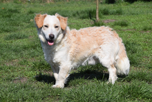 ANGUS, Hund, Mischlingshund in Ungarn - Bild 2