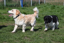ANGUS, Hund, Mischlingshund in Ungarn - Bild 3