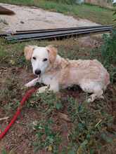 ANGUS, Hund, Mischlingshund in Ungarn - Bild 4