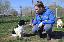 ELLI, Hund, Mischlingshund in Ungarn - Bild 2