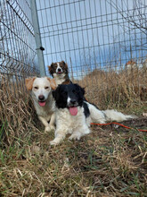 ELLI, Hund, Mischlingshund in Ungarn - Bild 3