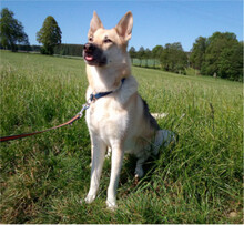 STELLA, Hund, Deutscher Schäferhund-Mix in Schwarzenbach - Bild 1