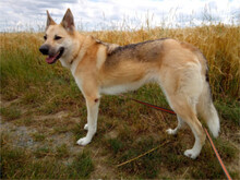 STELLA, Hund, Deutscher Schäferhund-Mix in Schwarzenbach - Bild 2