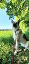 STELLA, Hund, Deutscher Schäferhund-Mix in Schwarzenbach - Bild 3