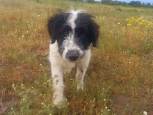 MALIA, Hund, Herdenschutzhund-Mix in Rangsdorf - Bild 2