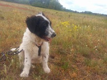 MALIA, Hund, Herdenschutzhund-Mix in Rangsdorf - Bild 3