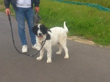 MALIA, Hund, Herdenschutzhund-Mix in Rangsdorf - Bild 4