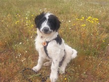 MALIA, Hund, Herdenschutzhund-Mix in Rangsdorf - Bild 5