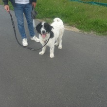 MALIA, Hund, Herdenschutzhund-Mix in Rangsdorf - Bild 6