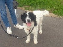 MALIA, Hund, Herdenschutzhund-Mix in Rangsdorf - Bild 7