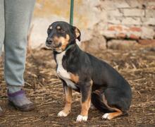 SUE, Hund, Mischlingshund in Ukraine - Bild 1