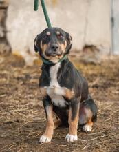 SUE, Hund, Mischlingshund in Ukraine - Bild 3