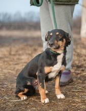 SUE, Hund, Mischlingshund in Ukraine - Bild 4