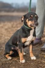 SUE, Hund, Mischlingshund in Ukraine - Bild 5
