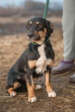 SUE, Hund, Mischlingshund in Ukraine - Bild 6