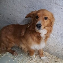 TORO, Hund, Mischlingshund in Ungarn - Bild 1