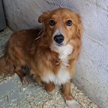TORO, Hund, Mischlingshund in Ungarn - Bild 2