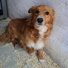 TORO, Hund, Mischlingshund in Ungarn - Bild 3