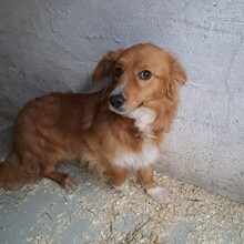TORO, Hund, Mischlingshund in Ungarn - Bild 4