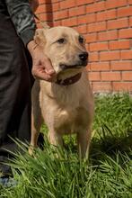 BELLA, Hund, Mischlingshund in Ukraine - Bild 1