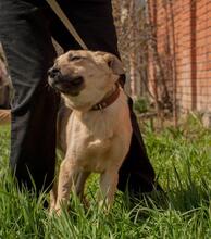 BELLA, Hund, Mischlingshund in Ukraine - Bild 2