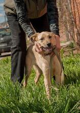 BELLA, Hund, Mischlingshund in Ukraine - Bild 3